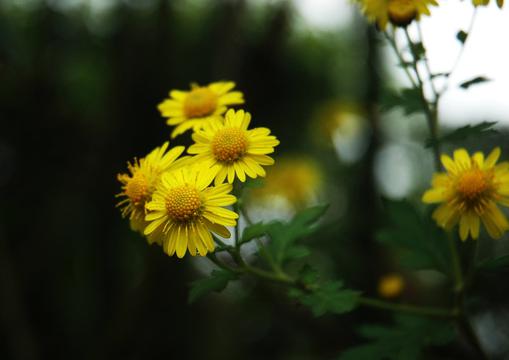 山菊花摄影