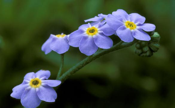 匙叶花勿忘我鲜花