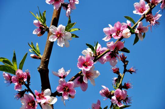 春天桃花风情