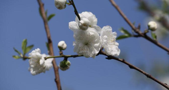 清新自然白色桃花