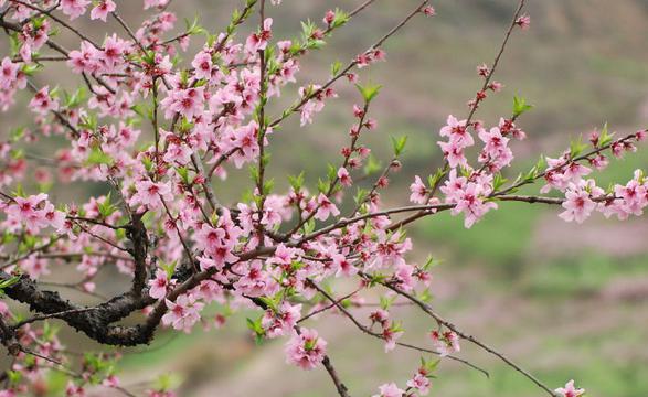 春天风景桃花树