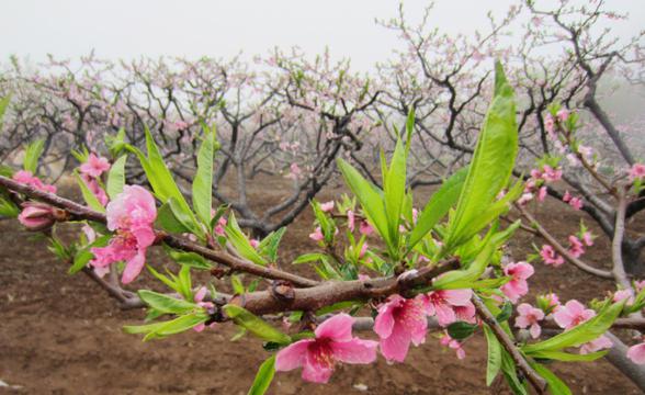 春天的桃花