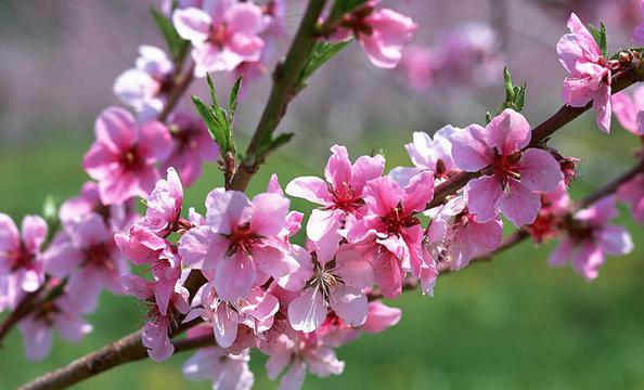 春天带桃花