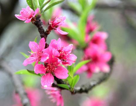 春天桃花风景唯美