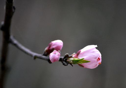 开在春天的桃花