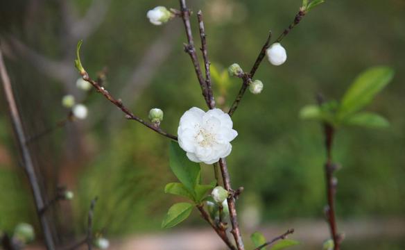 一朵白色桃花