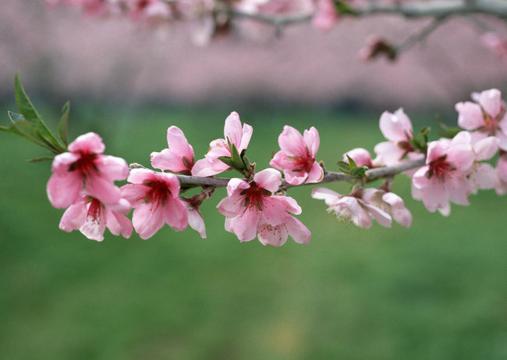 春天桃花摄影