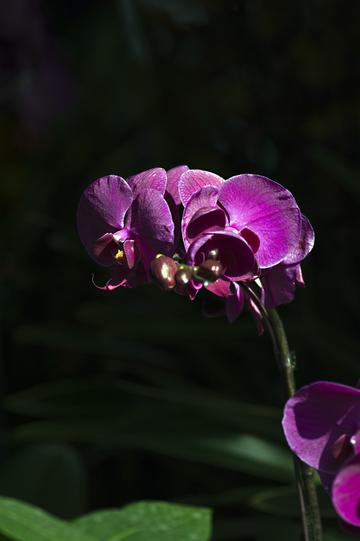 蝴蝶兰花盆景盆花