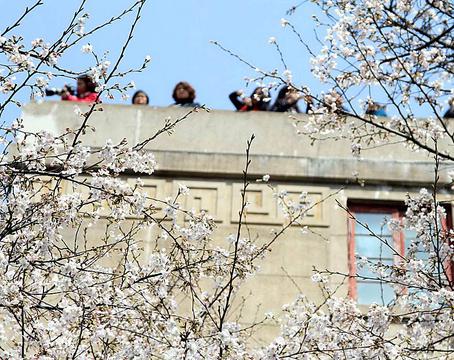 武汉大学樱花季