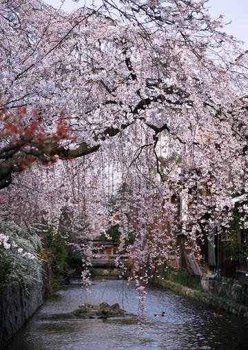 日本樱花风光