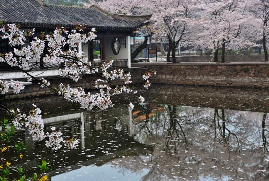 无锡樱花风光