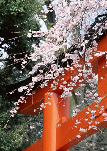 樱花和日式庭院