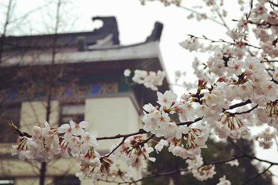 鸡鸣寺樱花季节