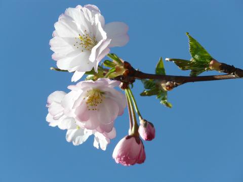 微距日本樱花