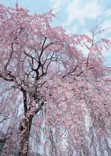 日本樱花树