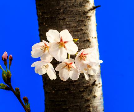 唯美北京樱花