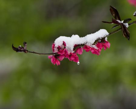 乙未春雪