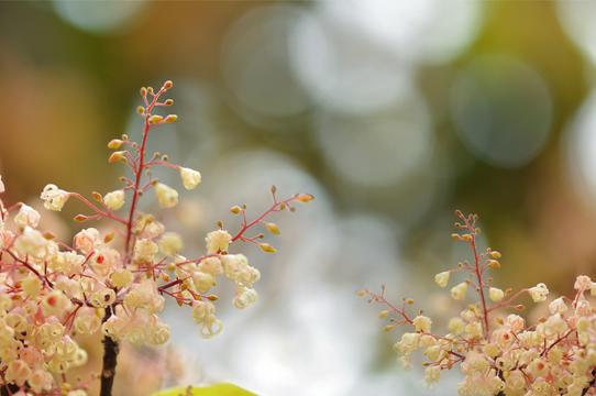 清新苹婆花