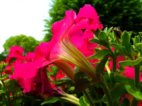 松湖花海矮牵牛