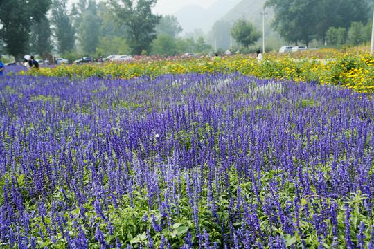 紫色四季花海仙境