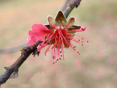 松湖花海唯美桃花