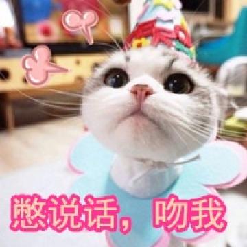 向你扔了一只萌猫咪