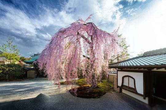 漂亮唯美的樱花树