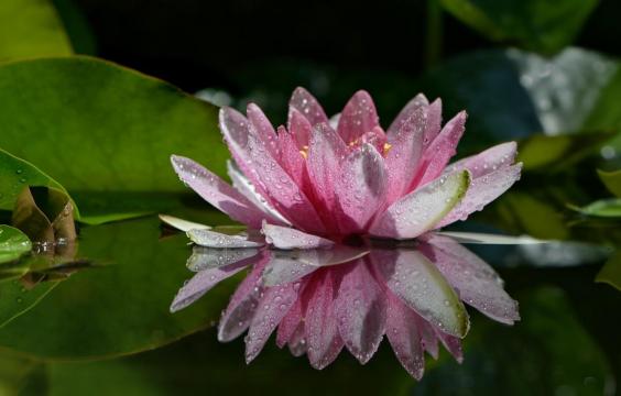 沾满露珠的美丽荷花