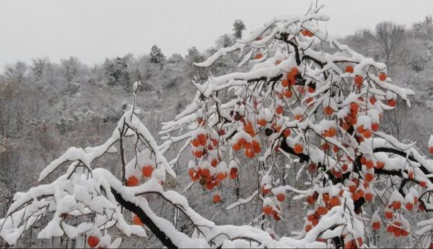 大雪纷飞下的冬日红柿