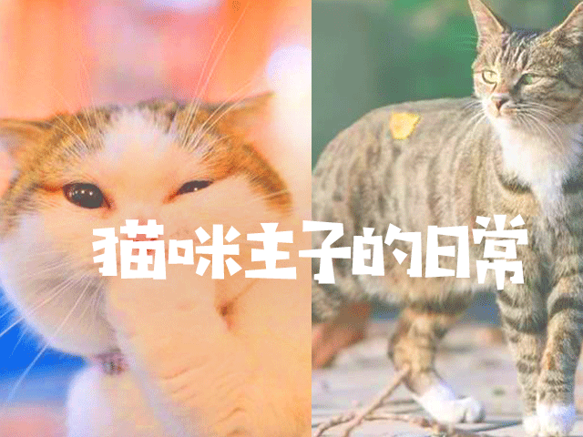 猫咪主子的日常