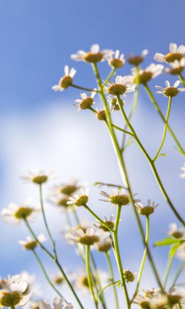 小清新迷人的果香菊