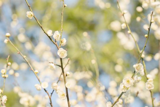 春天小清新花卉风光