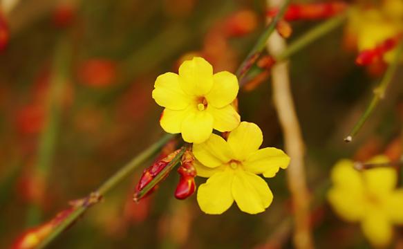 小清新迎春花