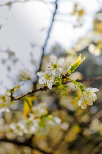 清新美丽的花朵